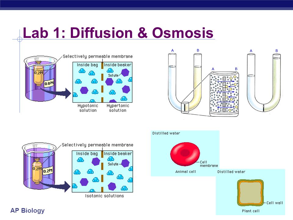 Osmosis and Diffusion Lab for AP Bio (2) | Osmosis | Cell Membrane